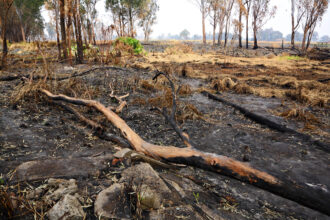 Lotta contro gli incendi, da Palermo l’allarme dell’Ugl autonomie: “Tra quattro anni tutti gli agenti forestali in pensione senza un turn over”